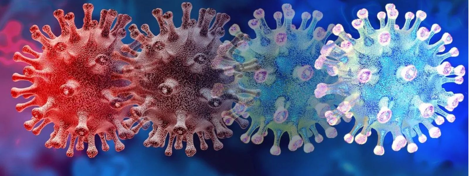 Sri Lanka on African Swine Fever Alert